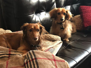 Meet your Posher, Kayla